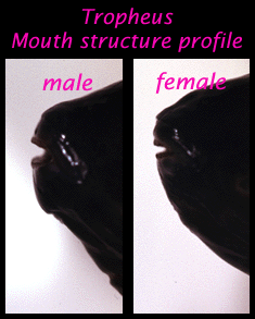 Tropheus mouth structure