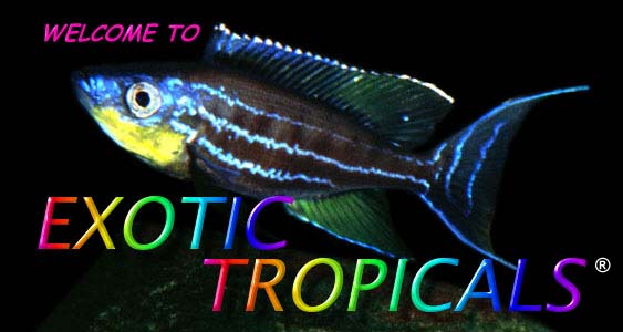 WELCOME TO EXOTIC TROPICALS!  Cichlids and more.
